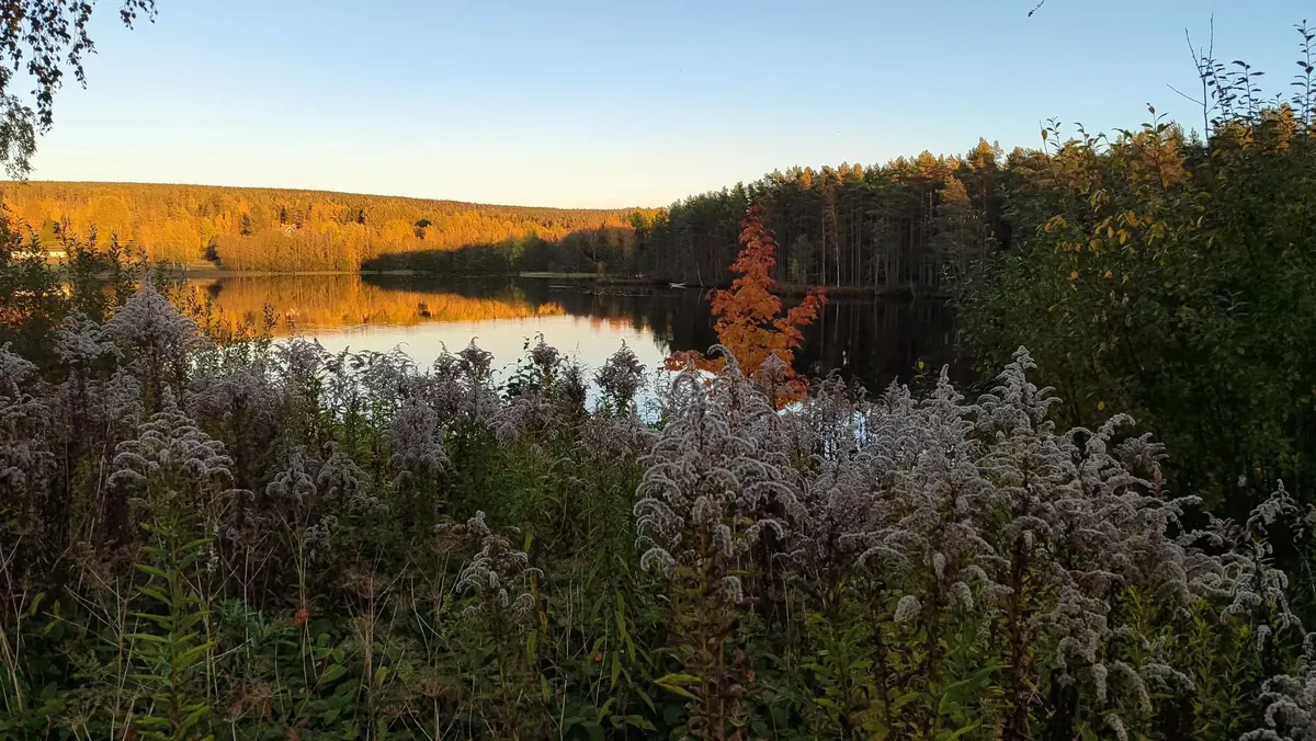 Herbstlicher See im Abendlicht mit hohen Gräsern im Vordergrund