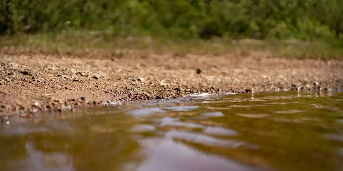 Wasser am Ufer mit Gräsern