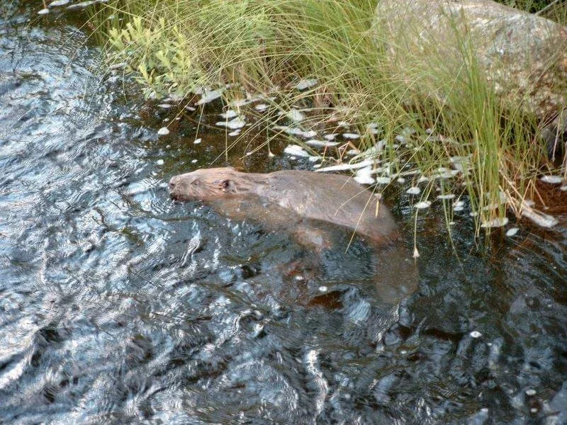 Biber im Wasser