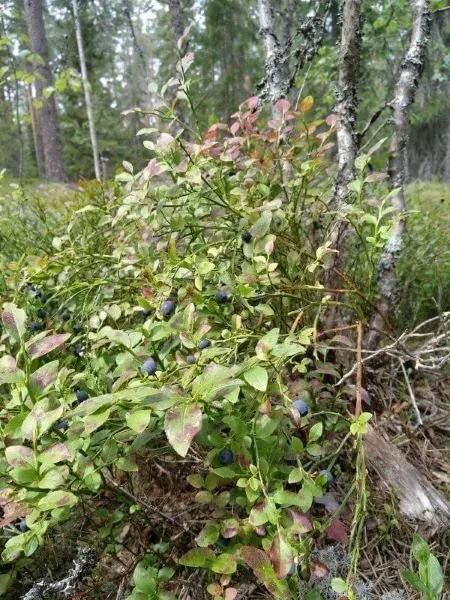 Beerensträucher im Wald
