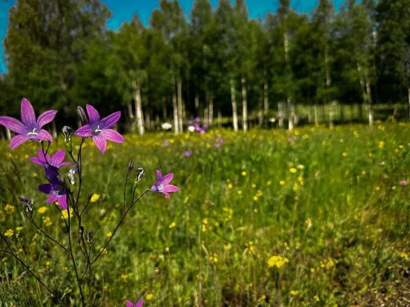 Blumenwiese mit Glockenblumen vor einem Birkenwald