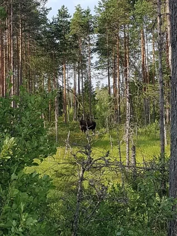 Waldlandschaft mit Moor
