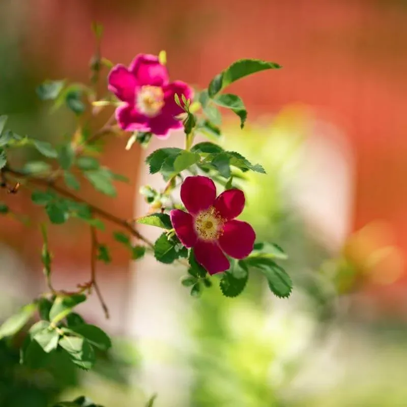 Rote Heckenrose