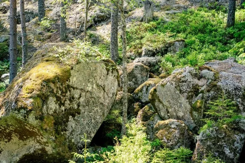 Moosbewachsene Felsen im Wald