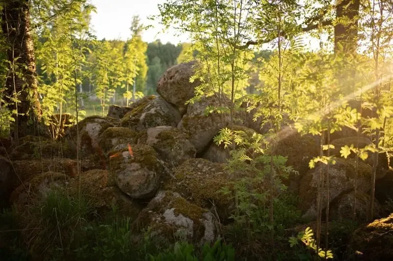 Abendlicht im Fichtenwald, davor ein Steinhaufen im Moos