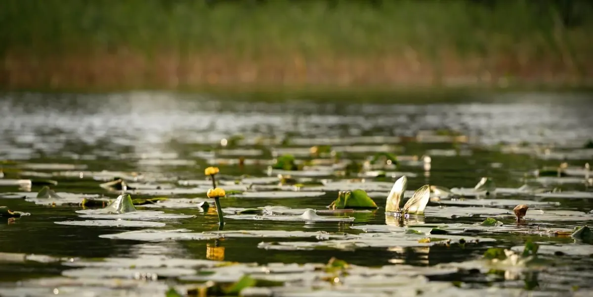 Seerosen auf dem Wasser