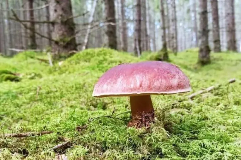 Rosa Pilz im Moos