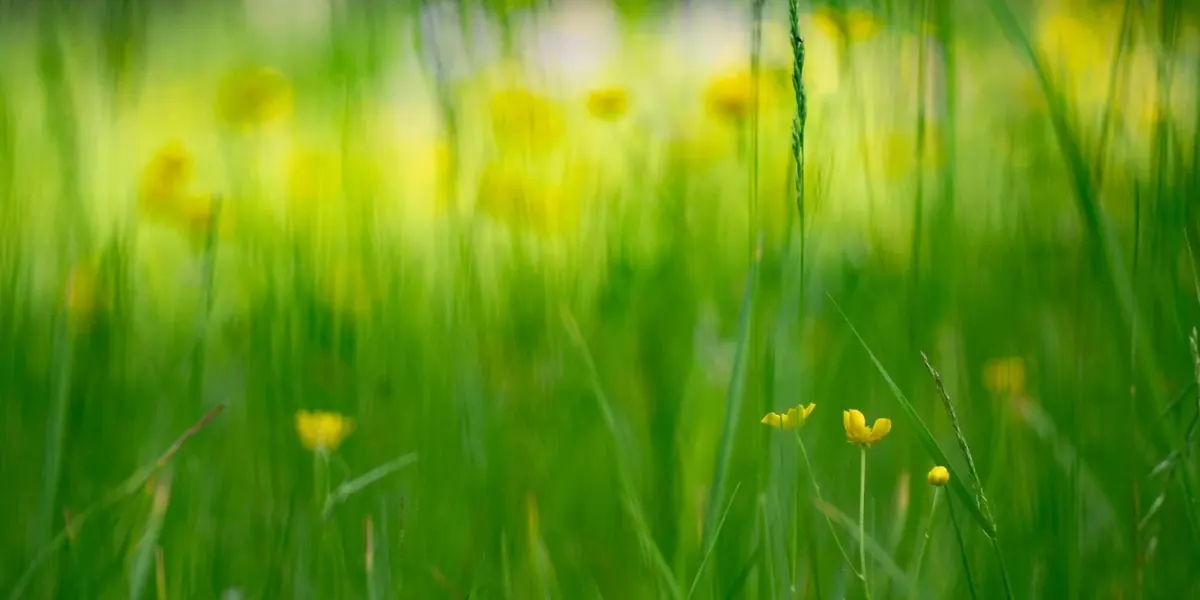 Gelbe Blumenwiese im Gegenlicht