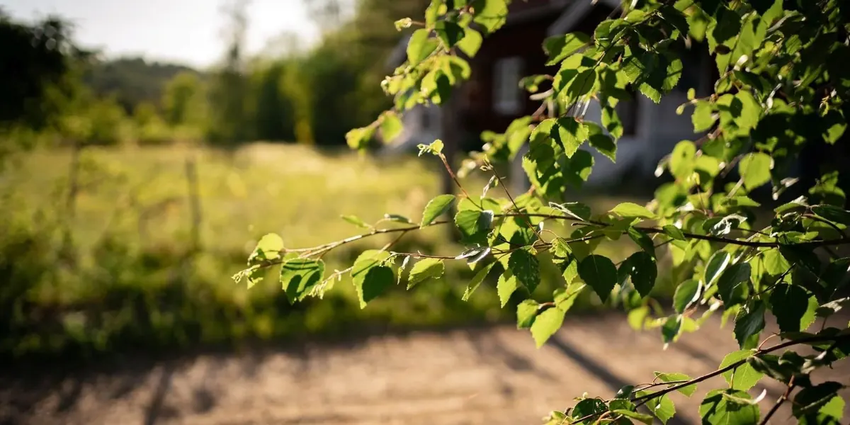 Wiese mit Gräsern und gelben Blüten im Gegenlicht