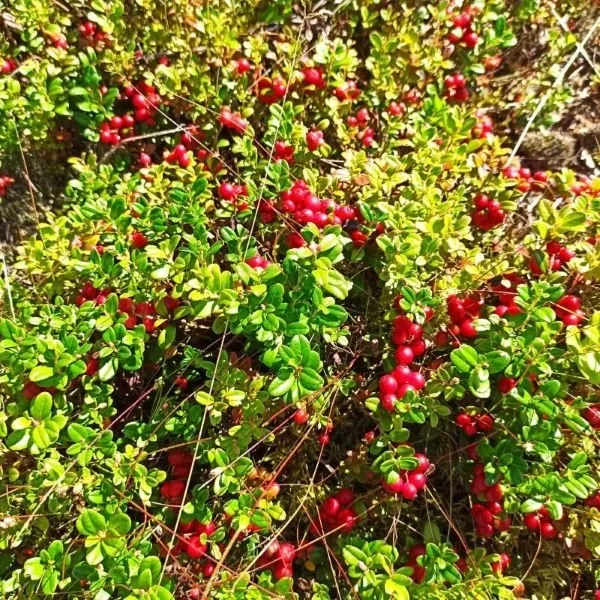Überall Preiselbeeren: Im September leuchtet es im Wald.