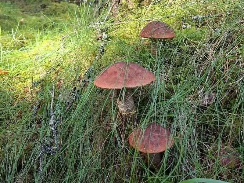Rotkappen-Pilze im Gras