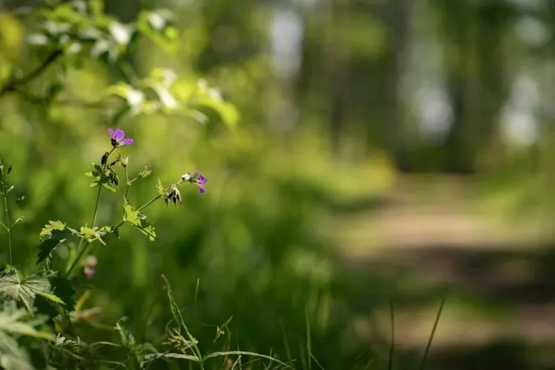 Verschwommene Wiese im Gegenlicht